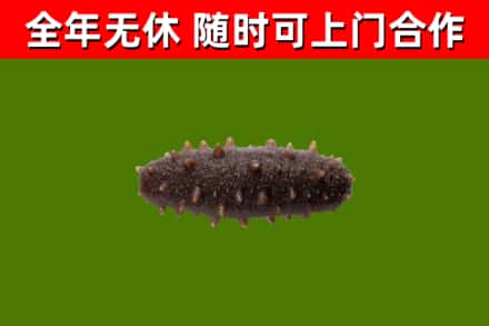 石台烟酒回收干海参.jpg